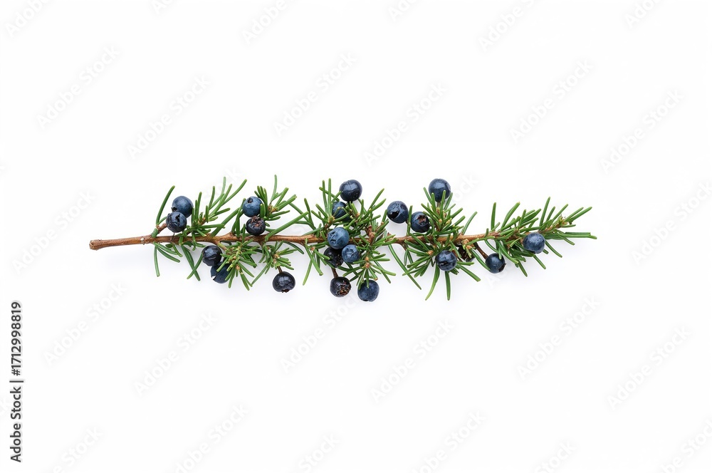 Poster close-up of a juniper branch with berries isolated on a white background