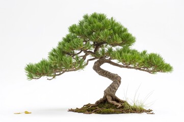Miniature pine bonsai displayed against a plain white backdrop