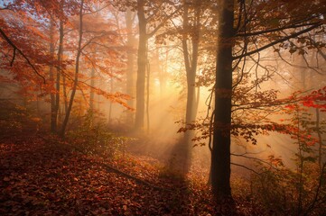 Fototapeta premium Misty atmosphere illuminates colorful fall forest