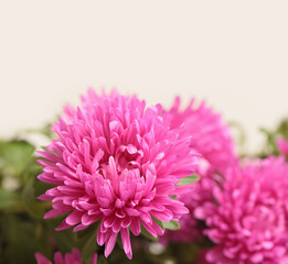Smoke close-up selective soft focus pink, purple chrysanthemums Flower petals, leaf. Natural macro blur background