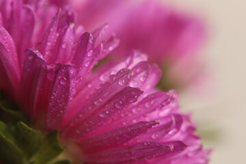 Smoke close-up selective soft focus pink chrysanthemums Flower bud petal with water Drop. Natural blur background.