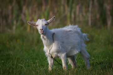 A funny white-furred goat stands among green grass, sticking out its tongue and looking toward the camera lens on a sunny autumn day.