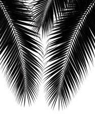 Obraz premium Silhouette of palm fronds against a white background