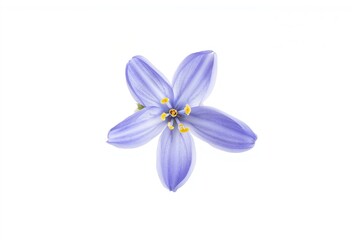 Obraz premium Blue Spanish bluebell flowers (Hyacinthoides hispanica) displayed against a white backdrop