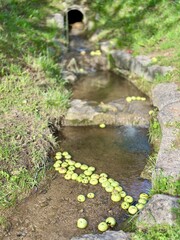 Apples in the river that fell from the trees  