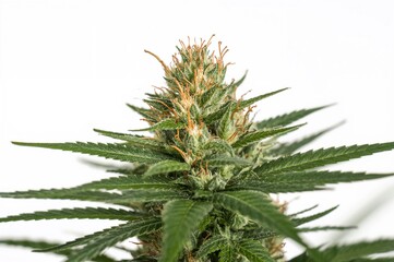 Fototapeta premium Close-Up of Recreational Cannabis Buds on Plant Macro Shot