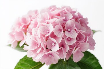 Fototapeta premium Stunning pink hydrangea blossoms set against a plain white backdrop, perfect for spring gifts and floral designs