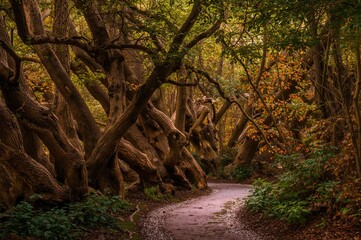Obraz premium Twisted and tilted tree trunks densely populating a park with a path running beneath them during summer