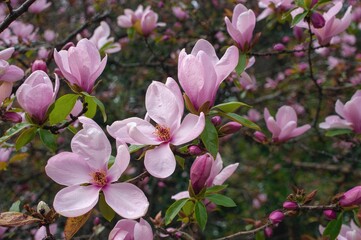 Fototapeta premium Pink Magnolia Blossoms Blooming on Tree Limbs. Nature's Floral Seasonal Backdrop. Macro Shot.