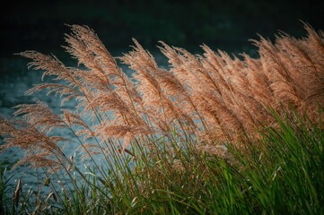 Common reeds by the water with a natural landscape background featuring grass and leaves