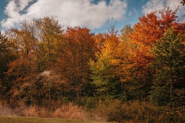 Fototapeta premium The foliage landscape is colored by the bright shades of fall.