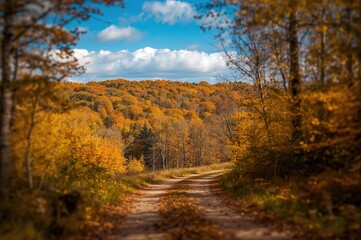 Fototapeta premium Autumn hues in woodland