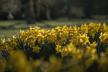 Obraz premium Yellow daffodil flowers blooming in a park setting during early spring, stock photo
