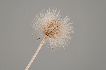 Obraz premium Seedhead of Geum triflorum, commonly known as Prairie smoke, showing achenes.