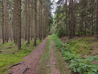 A dirt path in the middle of a forest with tall trees