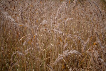 Fototapeta premium Autumn scene with pampas grass illuminated by sunlight, featuring tangled dry leaves, reed stalks, and soft plant blooms in a boho style from a low perspective.
