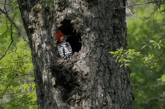 A typical hoopoe bird (Upupa epops) positioned at the doorway of its home within an ancient oak tree - Powered by Adobe