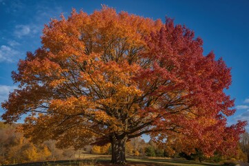 Gorgeous Tree Displaying Vibrant Fall Foliage