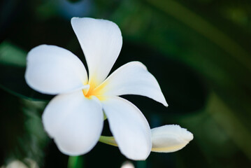 Fototapeta premium The beautiful white Plumeria flower in the limb tree with the green leaf background. nature concept. Copy space for text.