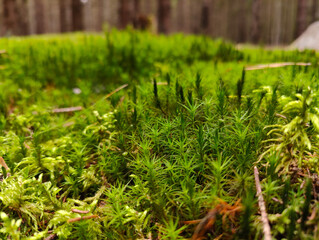A close up of a patch of green moss on the ground
