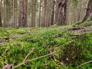 Naklejka premium A forest filled with lots of green moss and trees