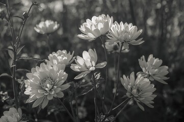 Blooming blossoms portrayed in black and white
