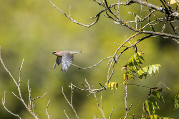 adult cedar waxwing taking flight