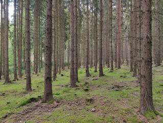 A forest filled with lots of tall pine trees and green grass