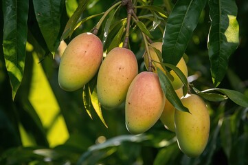 Five mangoes continue to ripen on the tree