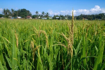 Sedge Plant Fimbristylis miliacea Growing Among Rice Crops