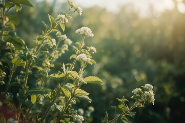 Growth of a fresh mint herb in a natural setting