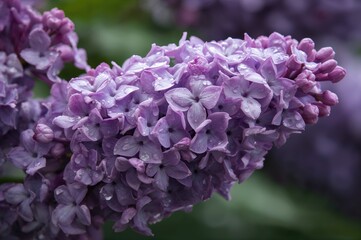 Fototapeta premium Detailed view of light purple lilac blossoms in springtime after rainfall