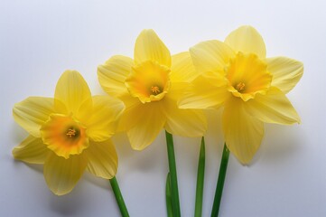 Fototapeta premium Detailed view of yellow daffodil bunches on a plain white backdrop representing Women's Day worldwide.