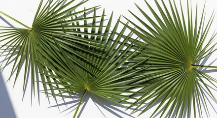 Naklejka premium Green Palm Fronds Over White Background Sunlight Shadows