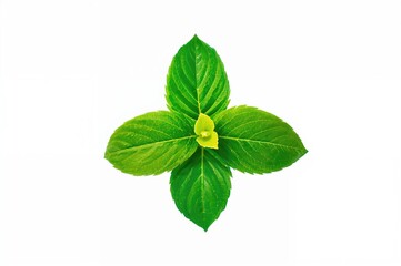 Houttuynia cordata herb isolated against white backdrop, highlighting its natural medicinal qualities