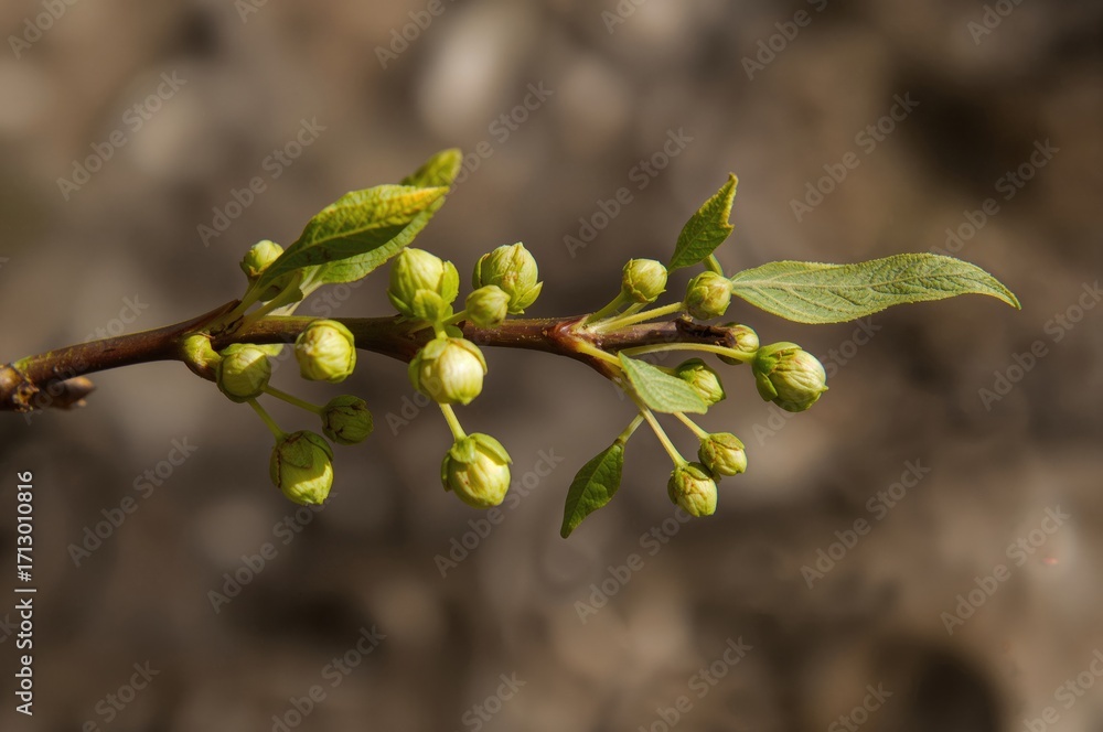 Poster detailed view of a walnut twig in the initial phase of spring with fresh green buds and newly sprout