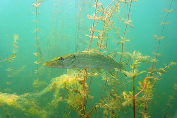 Pike on the plants background