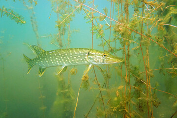 Pike on the plants background