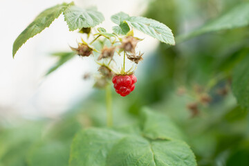 Raspberries on a branch in the garden