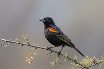 Fototapeta premium A red-winged blackbird female sitting on a twig gazing to the right