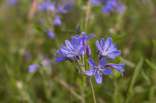 Close-up of vibrant blue chicory blossoms in nature