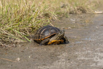 Obraz premium A Male Painted Turtle Moves Through Water, Dirt Path, and Grass on a Bright Spring Day