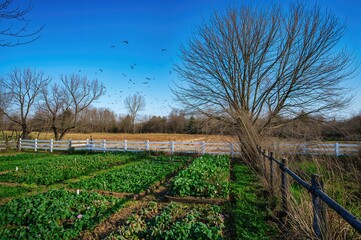 Obraz premium Springtime scene with vegetable plots, wooden fence, leafless trees, and birds flying in a clear sky