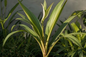 Obraz premium A Monocotyledonous Plant Featuring Slim, Pointed Leaves Emerging From the Stem's Base