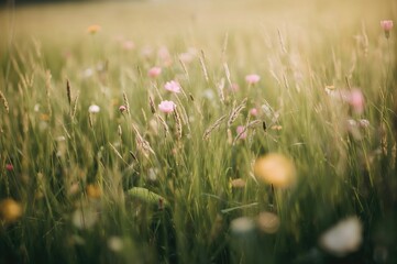 Fototapeta premium Out-of-focus scene of a meadow filled with greenery and blossoms