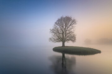 Solitary Tree Enveloped Fog Over