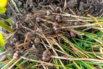 Dug garlic from the garden