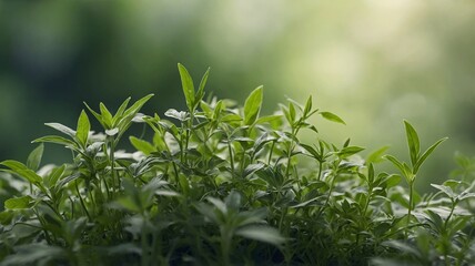 Naklejka premium Lush green plants basking in soft sunlight, creating a serene and refreshing atmosphere.
