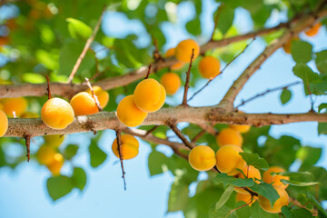 Nature photo of apricot tree in summer