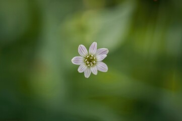 Macro shot of a small blossom